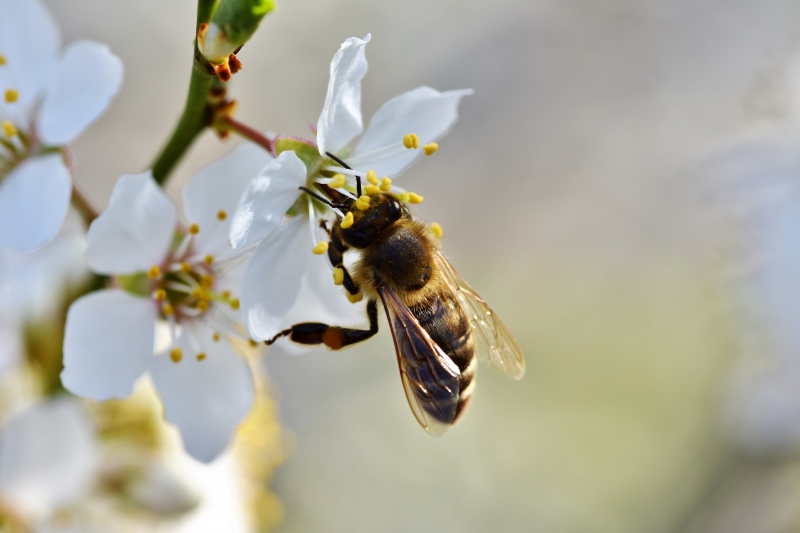 jardinerie-ROQUEBRUNE SUR ARGENS-min_bee-4092986